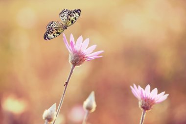 Картина, постер, плакат, фотообои "красивая бабочка на цветке ", артикул 109164226