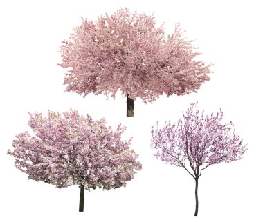 Blossoming pink sacura trees clipart