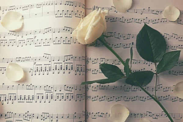 Όμορφο τριαντάφυλλο σε μουσική φύλλα — Φωτογραφία Αρχείου