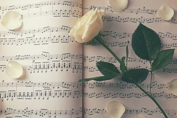 Belle rose sur les feuilles de musique — Photo