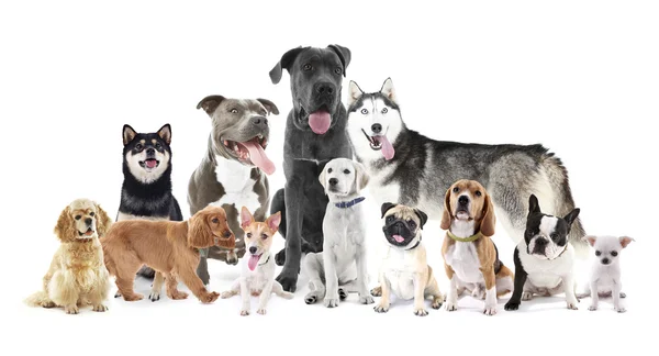 Gruppo di cani di razza diversa — Foto Stock