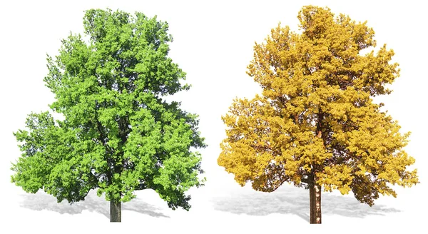 Δέντρα στην άνοιξη ή το καλοκαίρι και το φθινόπωρο — Φωτογραφία Αρχείου