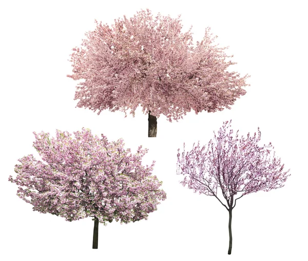 Blossoming pink sacura trees — Stock Photo, Image
