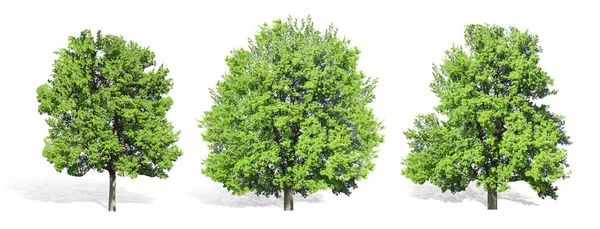 Groene bomen geïsoleerd — Stockfoto