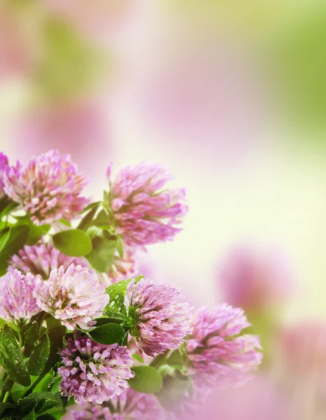 Красивые цветы с лугом — стоковое фото