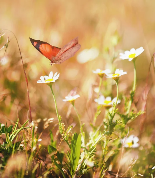 Krásný motýl na flowef — Stock fotografie