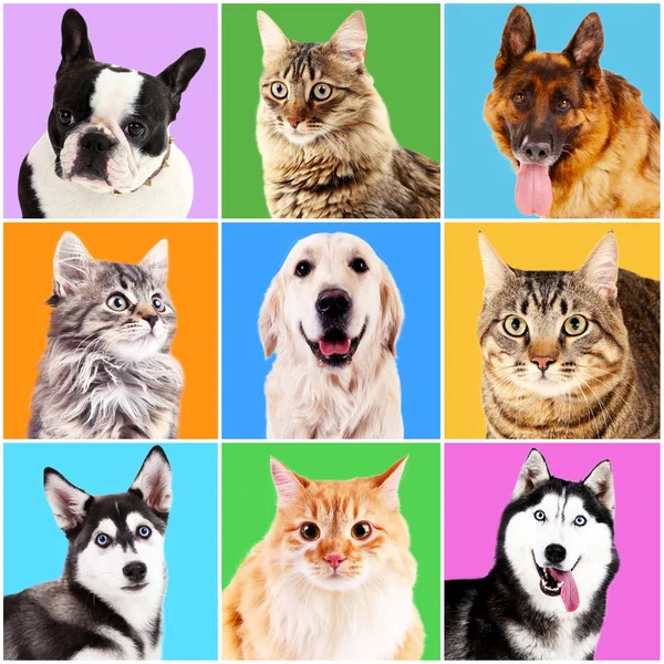 Retratos de perros y gatos — Foto de Stock