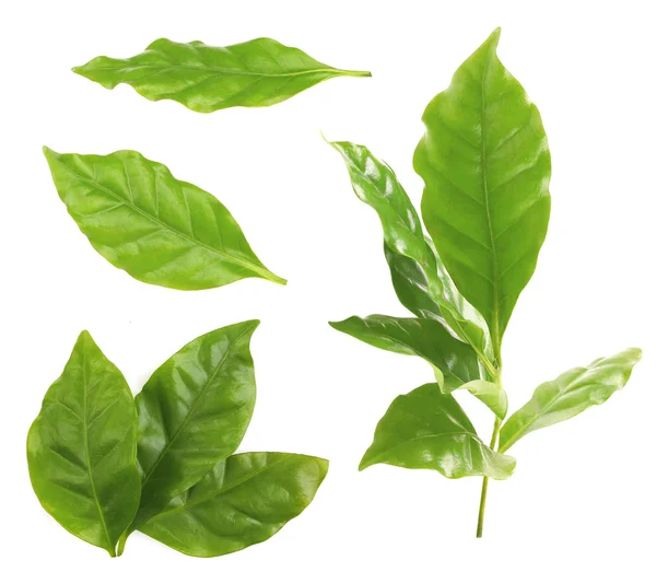 Green coffee leaves — Stock Photo, Image