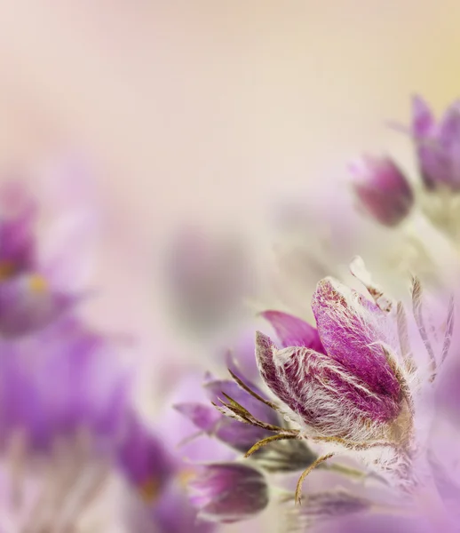 Hermosas flores con prado —  Fotos de Stock