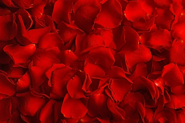 Rose petals, closeup — Stock Photo, Image