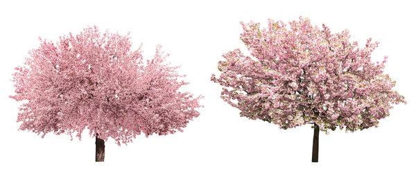 Цветущие розовые сакуры
