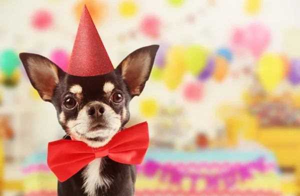 Lustiger Hund feiert Geburtstagsparty — Stockfoto