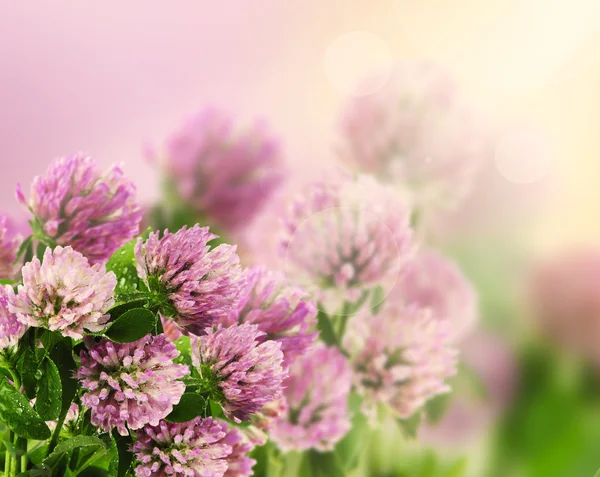 Hermosas flores con prado —  Fotos de Stock