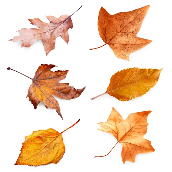 Colección de hojas secas de otoño — Foto de Stock