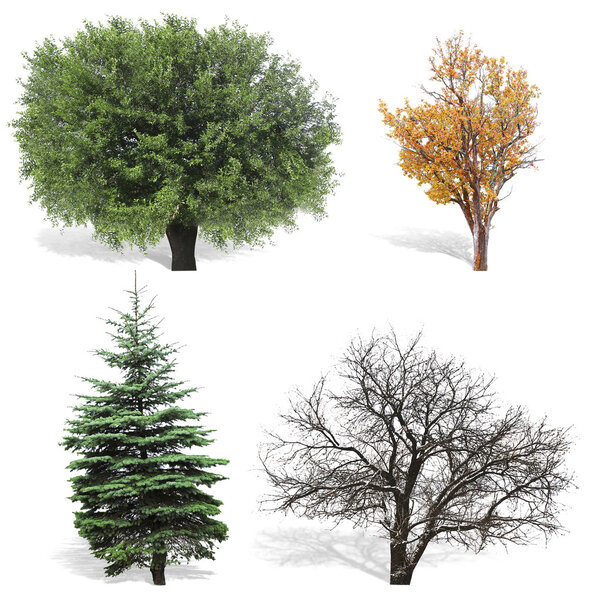 Trees at spring or summer, autumn and winter