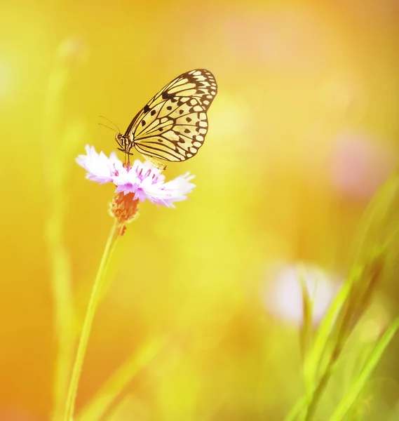 Bela borboleta na flor — Fotografia de Stock