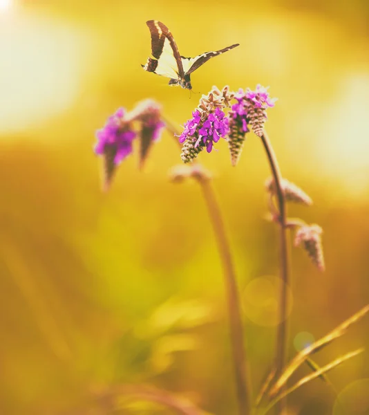 Krásný motýl na květině — Stock fotografie