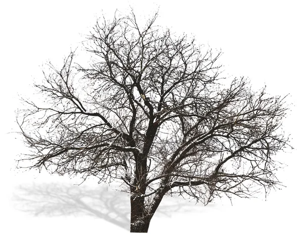 Tree without leaves isolated — Stock Photo, Image