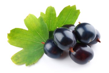 vahşi Siyah frenk üzümü 