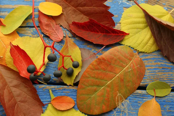 Autunno foglie sfondo — Foto Stock