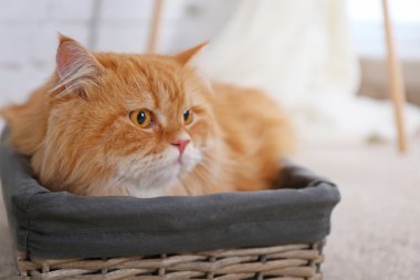 Tatlı kızıl kedi.