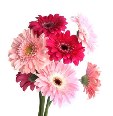 İzole gerbera buketi