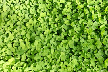 yonca arka planda kalıyor.