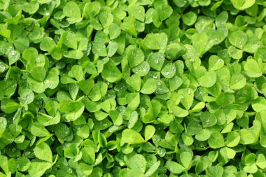 yonca arka planda kalıyor.