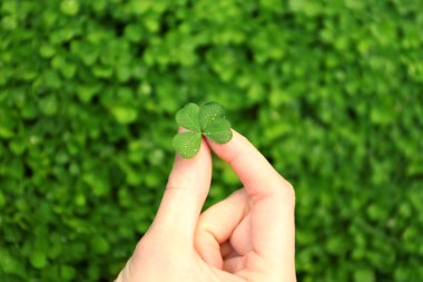 Yonca yaprağı tutan el
