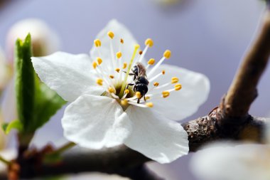 çiçek açan ağaç dalı