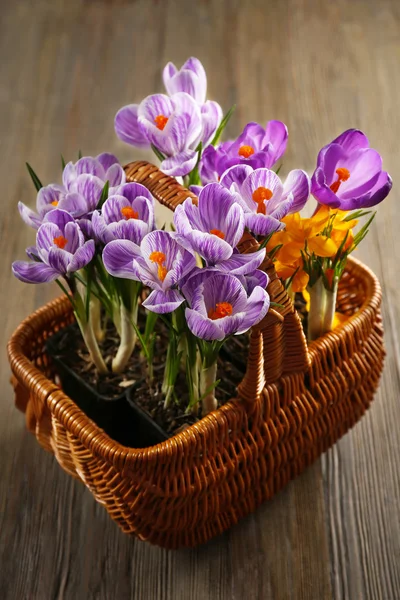 Mooie crocus bloemen — Stockfoto