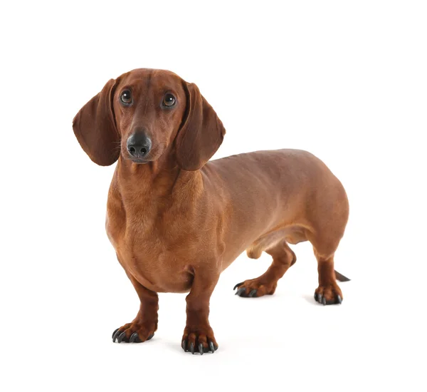 Dachshund geïsoleerd op wit. — Stockfoto