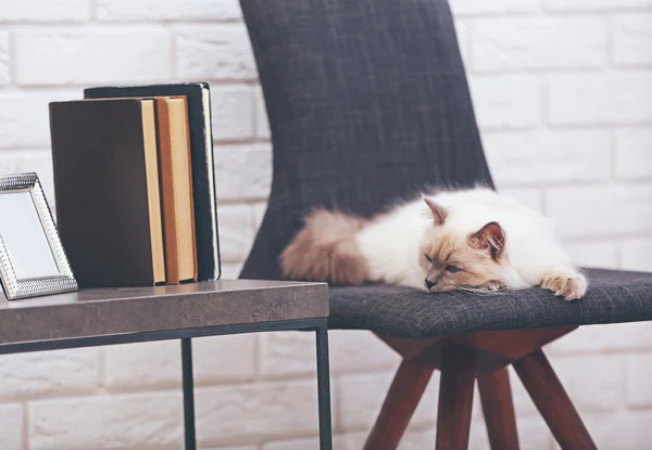 Color-point cat lying on chair — Stock Photo, Image