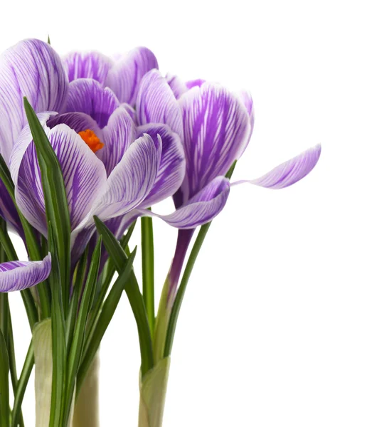 Schöne Krokusblüten — Stockfoto