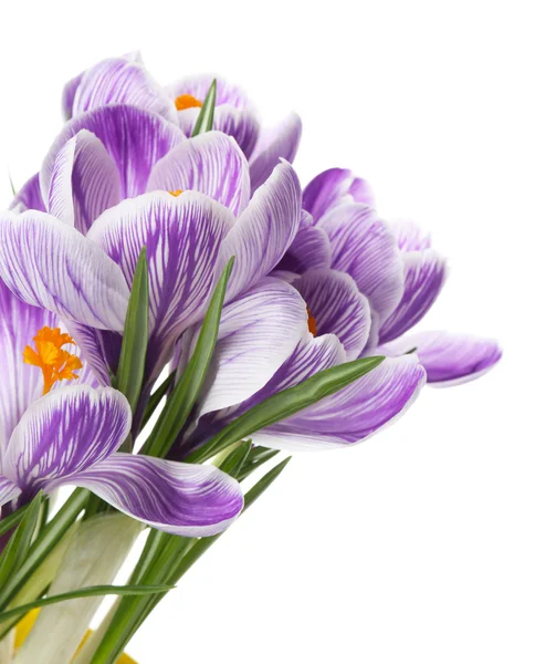 Mooie crocus bloemen — Stockfoto