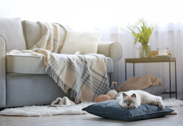 Gato de punto de color acostado en una almohada — Foto de Stock