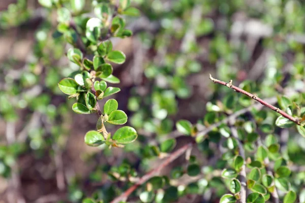 Feuillage luxuriant vert printemps — Photo