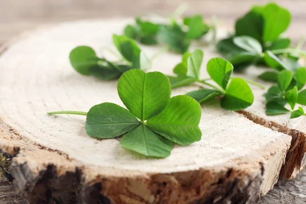 Green clover leaves — Stock Photo, Image