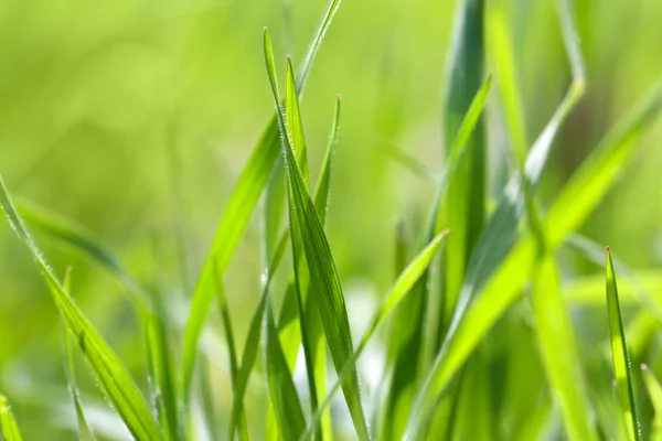 Fresh green spring grass — Stock Photo, Image