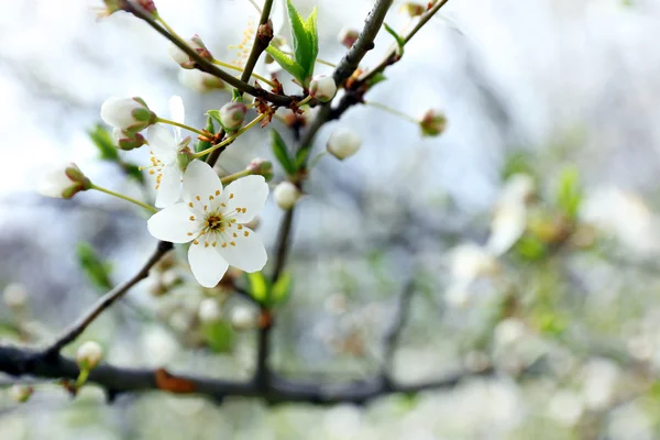 Ramo de árvore florescente — Fotografia de Stock