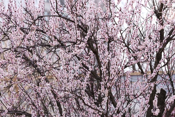 꽃 과일 나무 — 스톡 사진