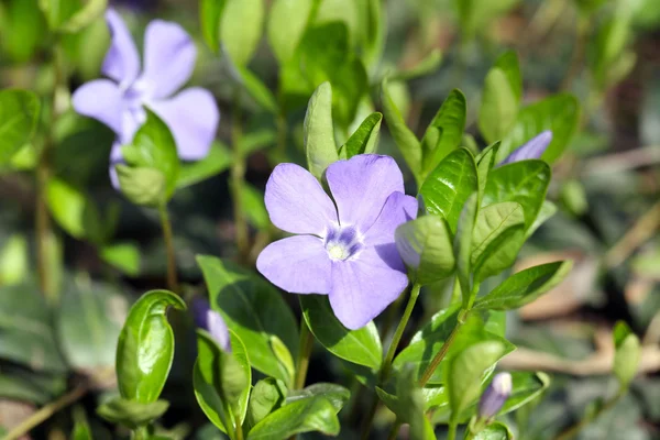 Periwinkle blue spring flowers — Stock Photo, Image