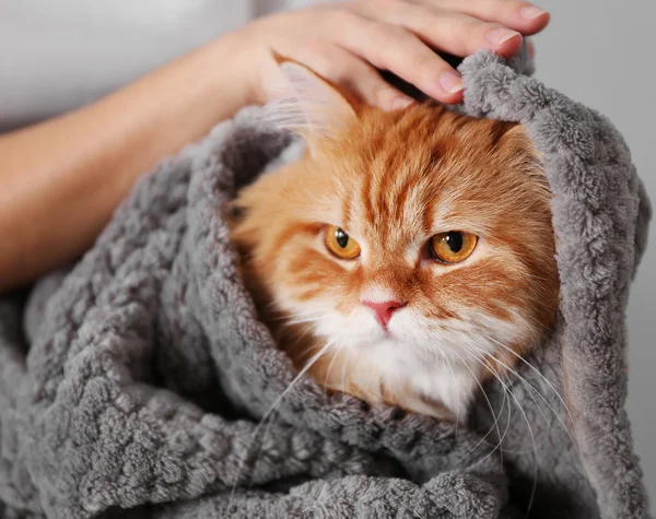 Gato de gengibre bonito — Fotografia de Stock