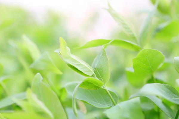 Primavera verde exuberante folhagem — Fotografia de Stock