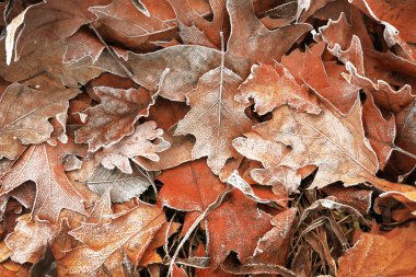 farklı kuru yapraklar kontrol altında