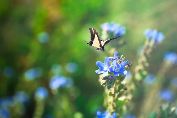 Güzel kelebek uçan — Stok fotoğraf