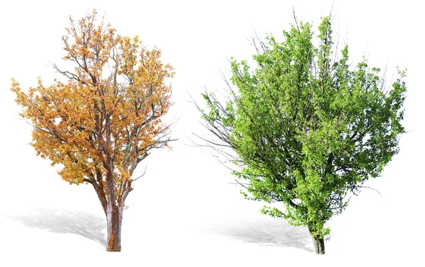 春や夏と秋の木 — ストック写真