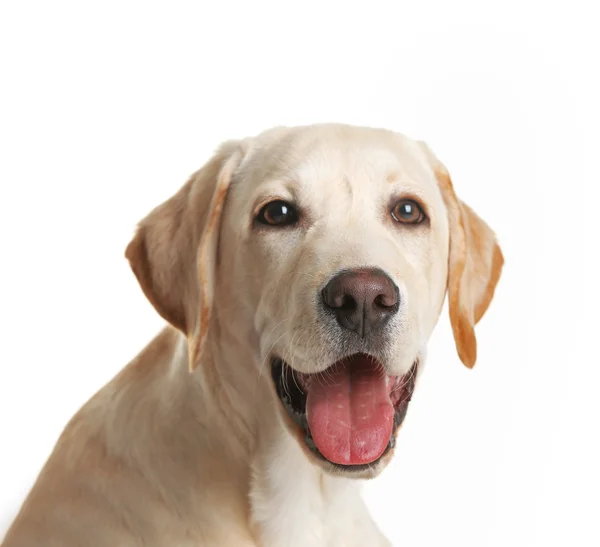Cute Labrador hond geïsoleerd — Stockfoto