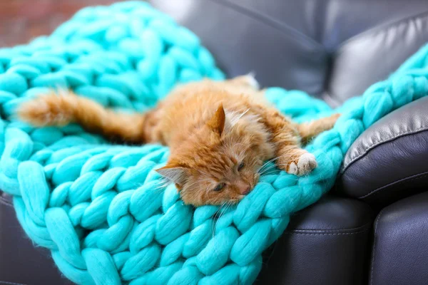 Flauschige rote Katze auf einem Sofa — Stockfoto