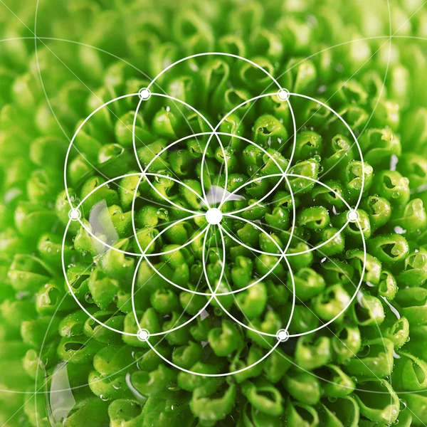 Spiral arrangement in nature — Stock Photo, Image